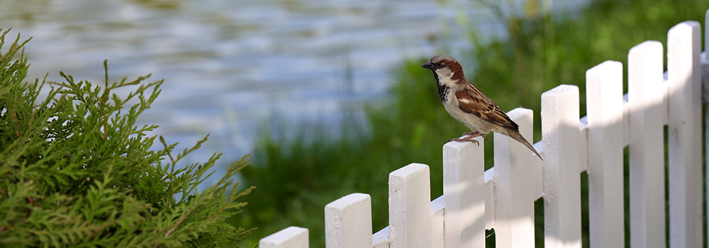 Small picket fences for garden
